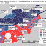 Afghan_Poppy Mao